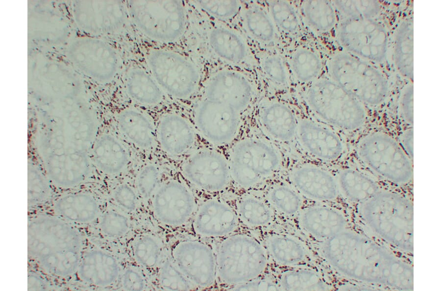 Immunohistochemistry - Anti-p27Kip1 Antibody (V0143) - Antibodies.com