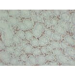 Immunohistochemistry - Anti-p27Kip1 Antibody (V0143) - Antibodies.com