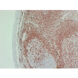 Immunohistochemistry - Anti-p27Kip1 Antibody (V0143) - Antibodies.com