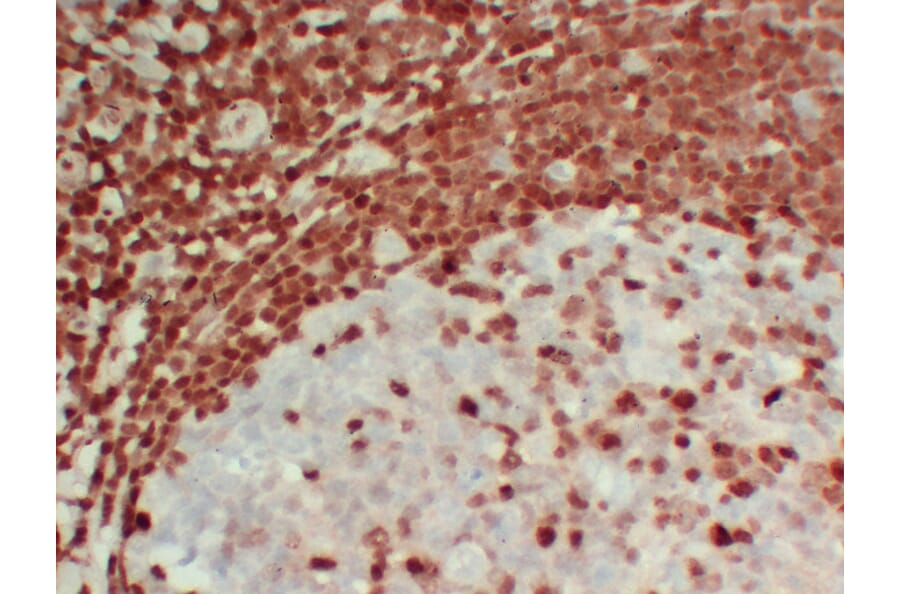 Immunohistochemistry - Anti-p27Kip1 Antibody (V0143) - Antibodies.com