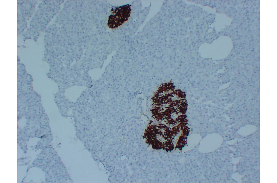 Immunohistochemistry - Anti-Insulin Antibody (V0087) - Antibodies.com