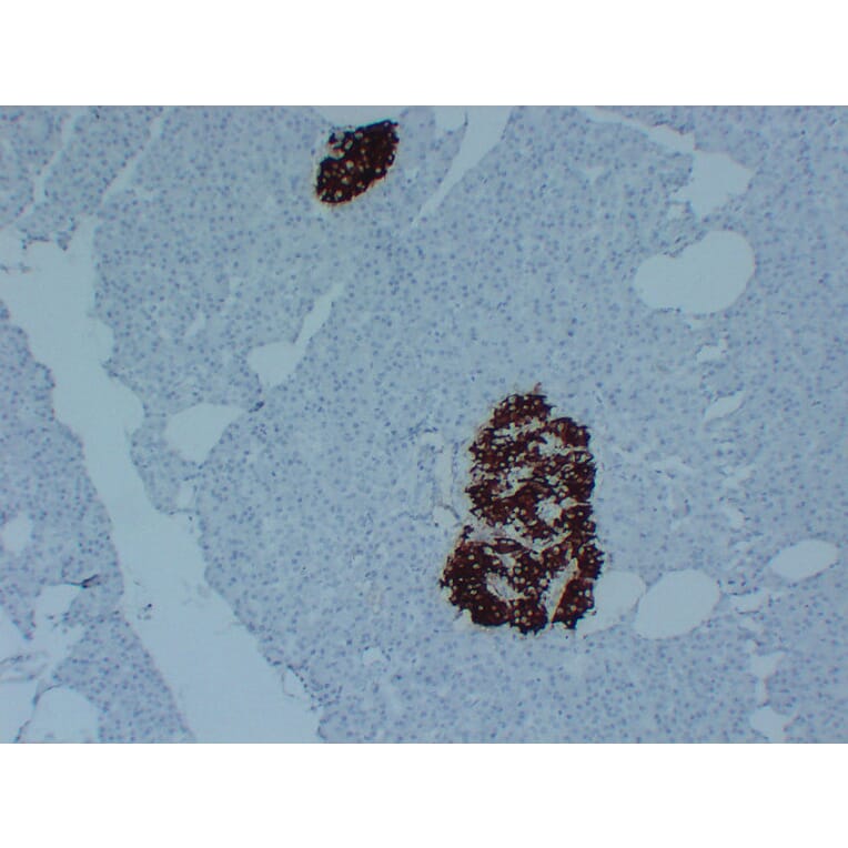 Immunohistochemistry - Anti-Insulin Antibody (V0087) - Antibodies.com