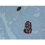 Immunohistochemistry - Anti-Insulin Antibody (V0087) - Antibodies.com