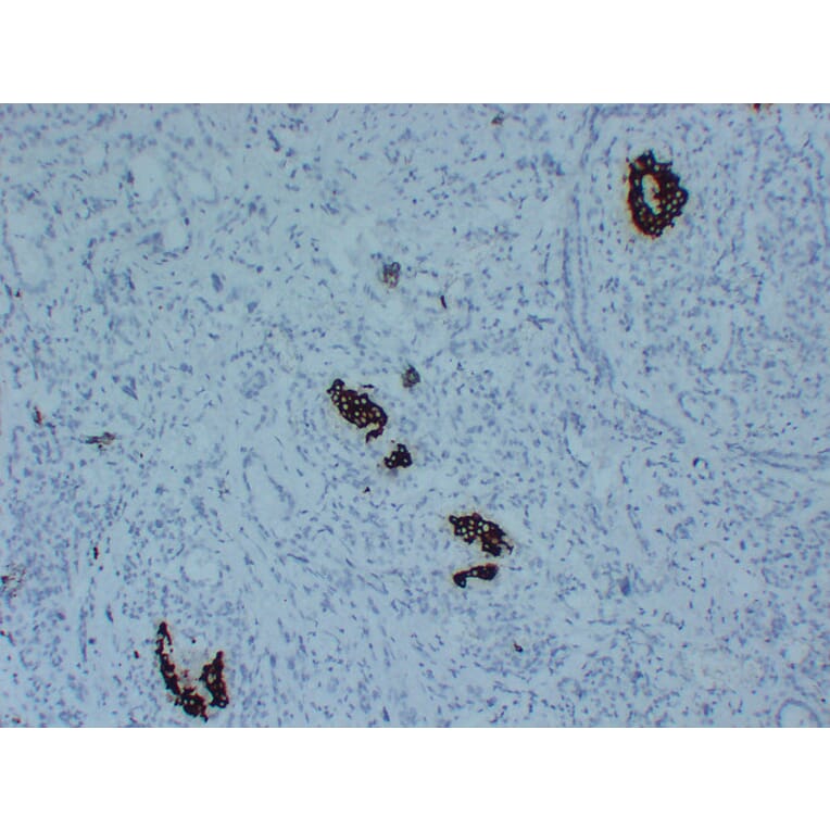 Immunohistochemistry - Anti-Insulin Antibody (V0087) - Antibodies.com