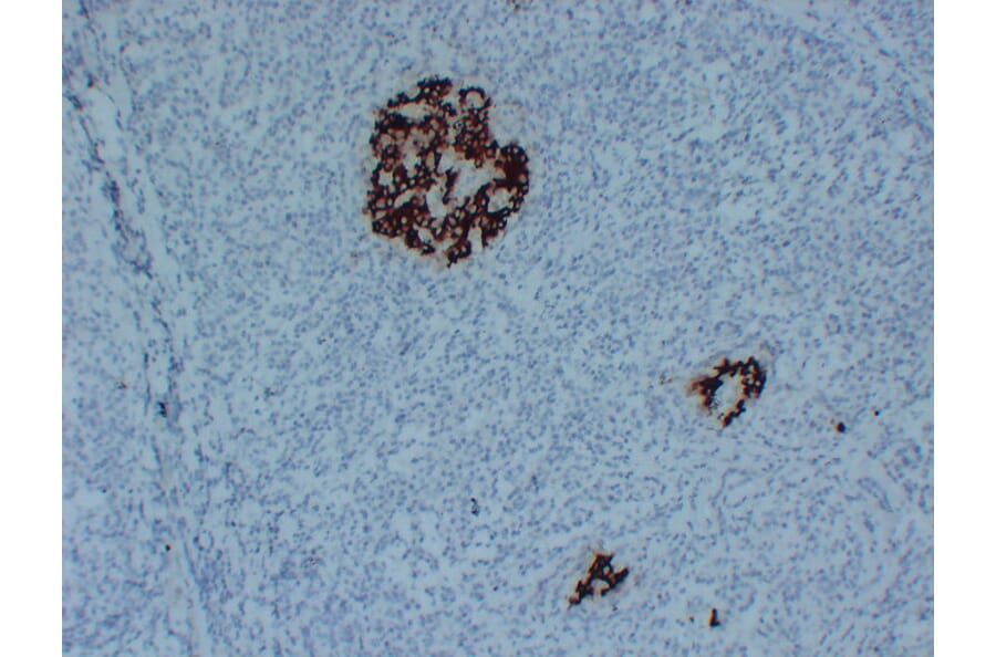 Immunohistochemistry - Anti-Insulin Antibody (V0087) - Antibodies.com