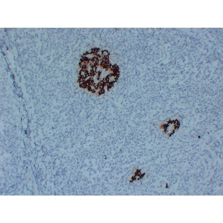 Immunohistochemistry - Anti-Insulin Antibody (V0087) - Antibodies.com