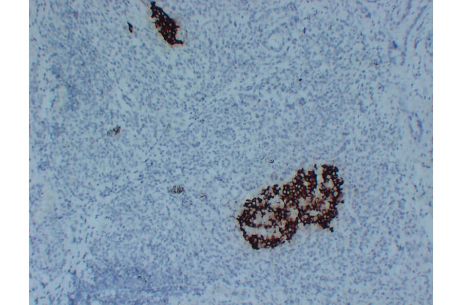 Immunohistochemistry - Anti-Insulin Antibody (V0087) - Antibodies.com