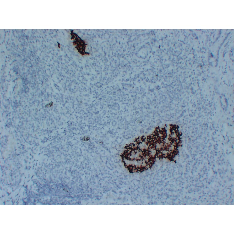 Immunohistochemistry - Anti-Insulin Antibody (V0087) - Antibodies.com