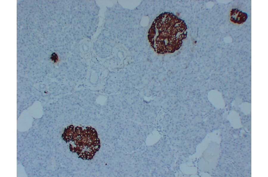 Immunohistochemistry - Anti-Insulin Antibody (V0087) - Antibodies.com