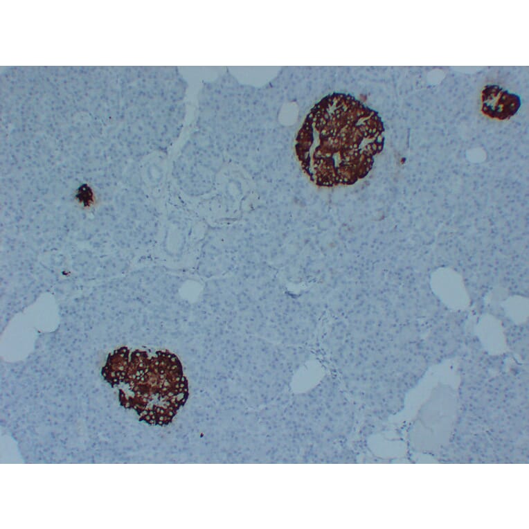 Immunohistochemistry - Anti-Insulin Antibody (V0087) - Antibodies.com