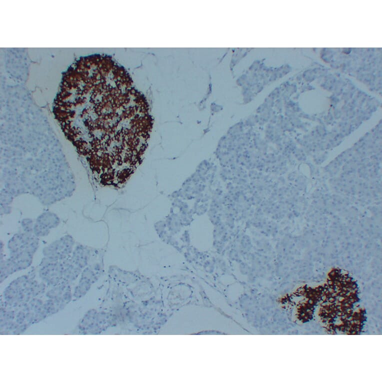 Immunohistochemistry - Anti-Insulin Antibody (V0087) - Antibodies.com