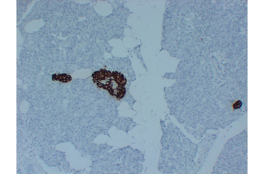 Immunohistochemistry - Anti-Insulin Antibody (V0087) - Antibodies.com