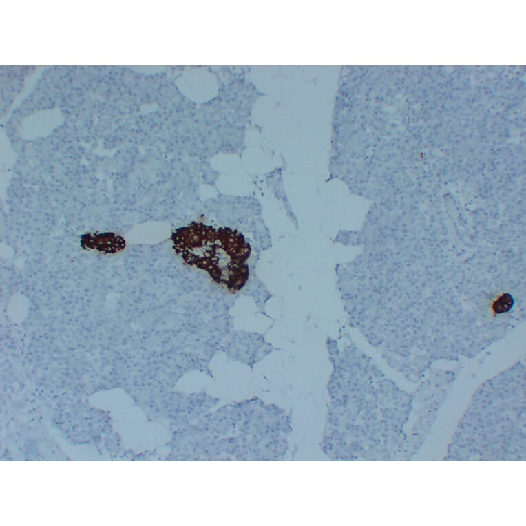 Immunohistochemistry - Anti-Insulin Antibody (V0087) - Antibodies.com