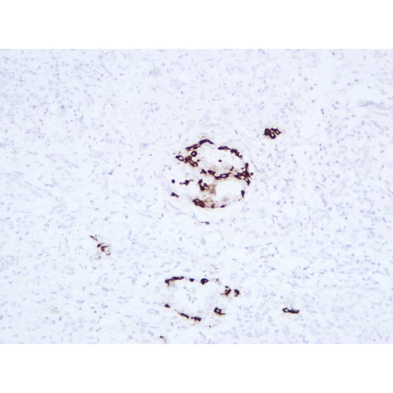 Immunohistochemistry - Anti-Insulin Antibody (V0087) - Antibodies.com