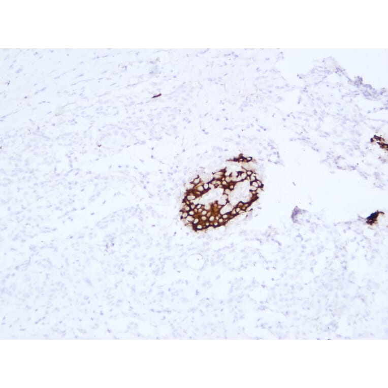 Immunohistochemistry - Anti-Insulin Antibody (V0087) - Antibodies.com