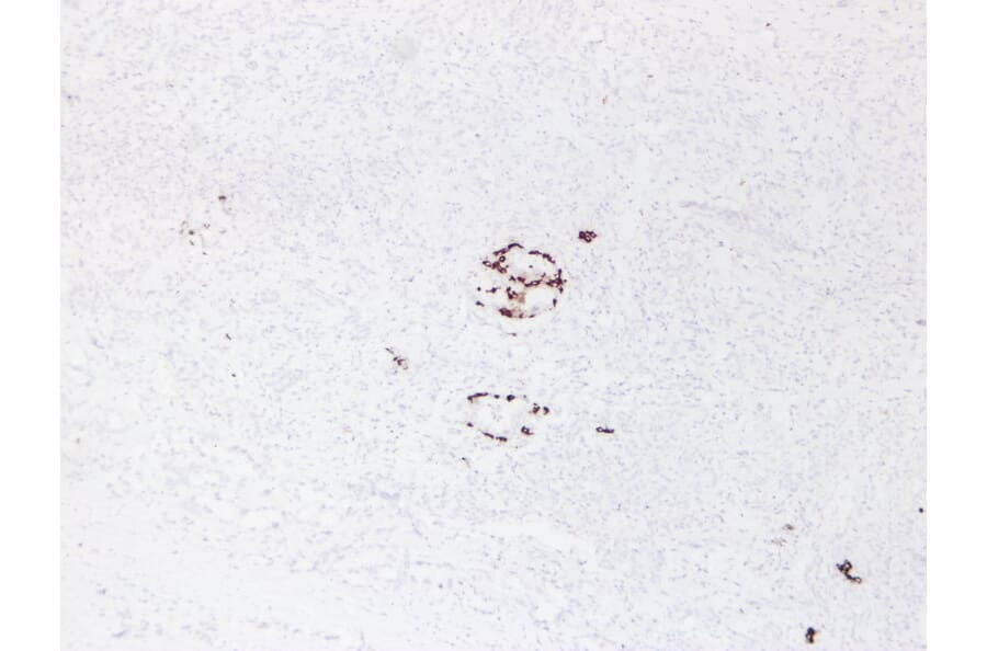Immunohistochemistry - Anti-Insulin Antibody (V0087) - Antibodies.com