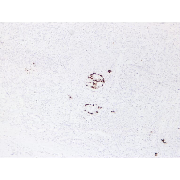 Immunohistochemistry - Anti-Insulin Antibody (V0087) - Antibodies.com