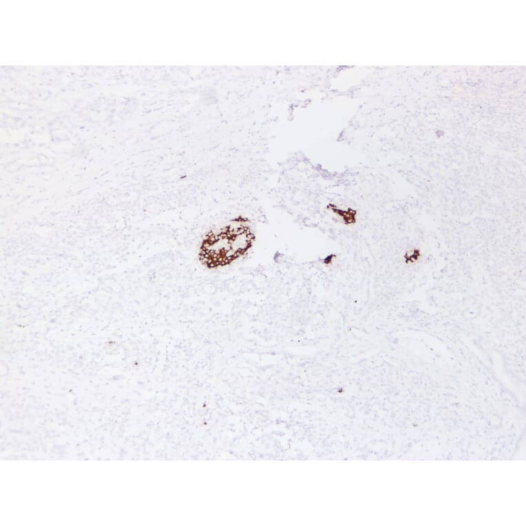 Immunohistochemistry - Anti-Insulin Antibody (V0087) - Antibodies.com