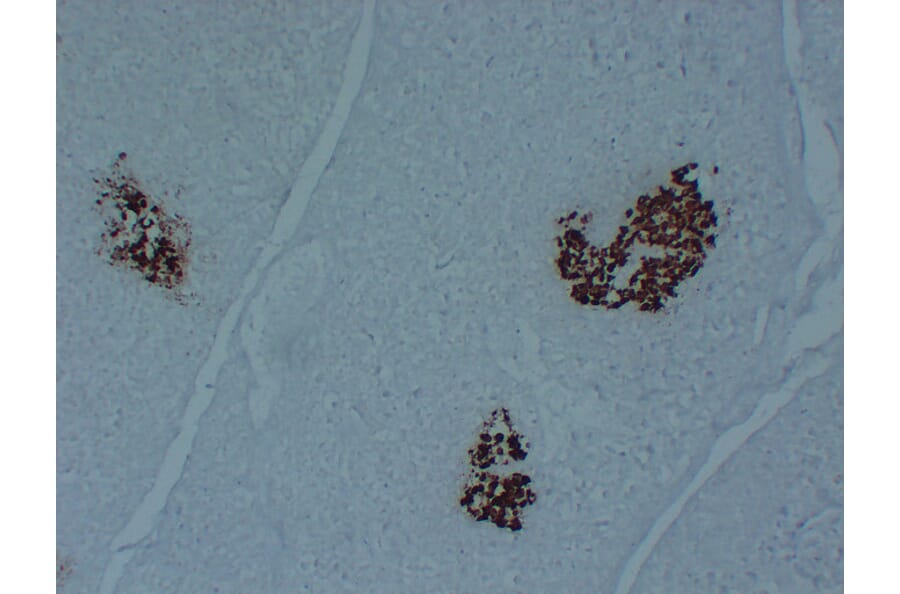 Immunohistochemistry - Anti-Insulin Antibody (V0087) - Antibodies.com