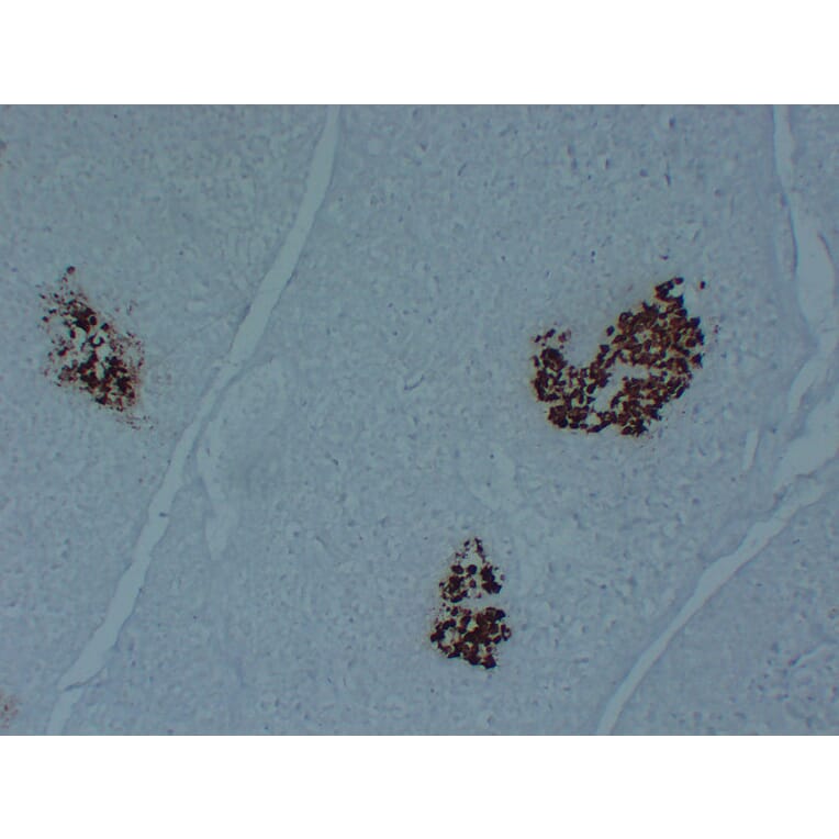 Immunohistochemistry - Anti-Insulin Antibody (V0087) - Antibodies.com