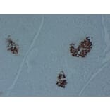 Immunohistochemistry - Anti-Insulin Antibody (V0087) - Antibodies.com