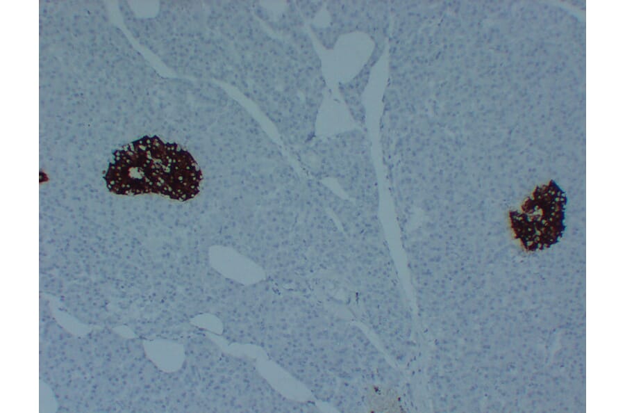 Immunohistochemistry - Anti-Insulin Antibody (V0087) - Antibodies.com