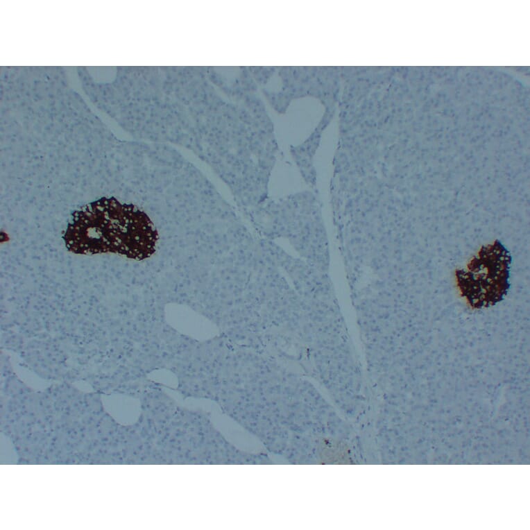 Immunohistochemistry - Anti-Insulin Antibody (V0087) - Antibodies.com