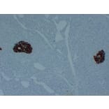 Immunohistochemistry - Anti-Insulin Antibody (V0087) - Antibodies.com