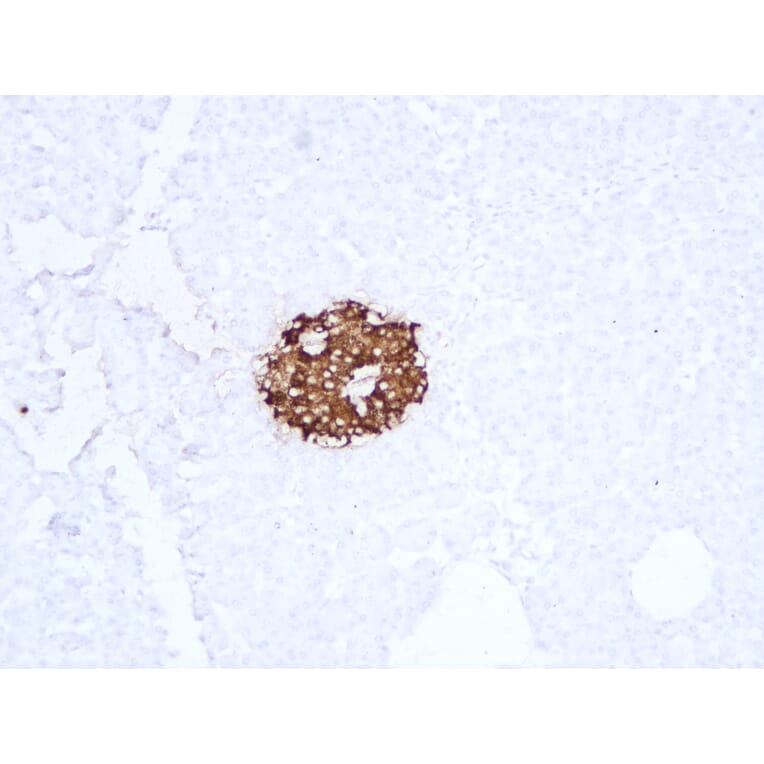 Immunohistochemistry - Anti-Insulin Antibody (V0087) - Antibodies.com