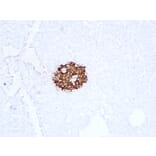 Immunohistochemistry - Anti-Insulin Antibody (V0087) - Antibodies.com