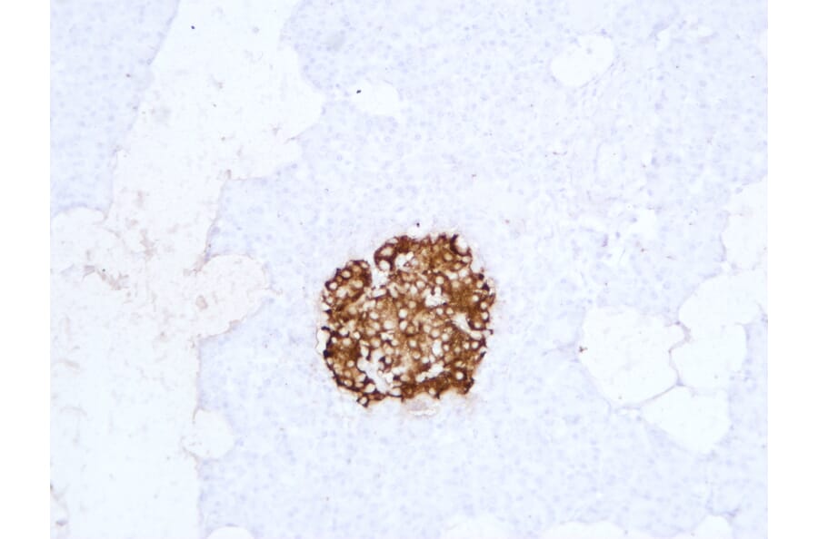 Immunohistochemistry - Anti-Insulin Antibody (V0087) - Antibodies.com