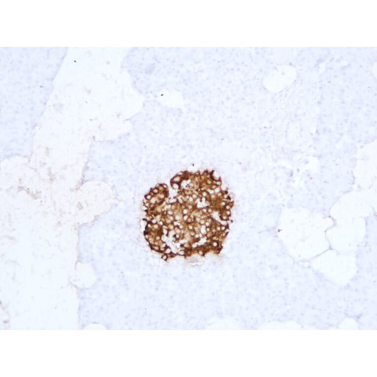 Immunohistochemistry - Anti-Insulin Antibody (V0087) - Antibodies.com