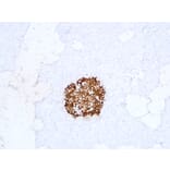 Immunohistochemistry - Anti-Insulin Antibody (V0087) - Antibodies.com