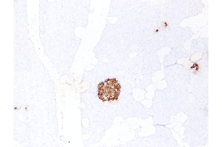 Immunohistochemistry - Anti-Insulin Antibody (V0087) - Antibodies.com
