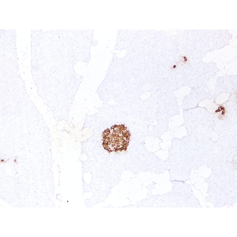 Immunohistochemistry - Anti-Insulin Antibody (V0087) - Antibodies.com