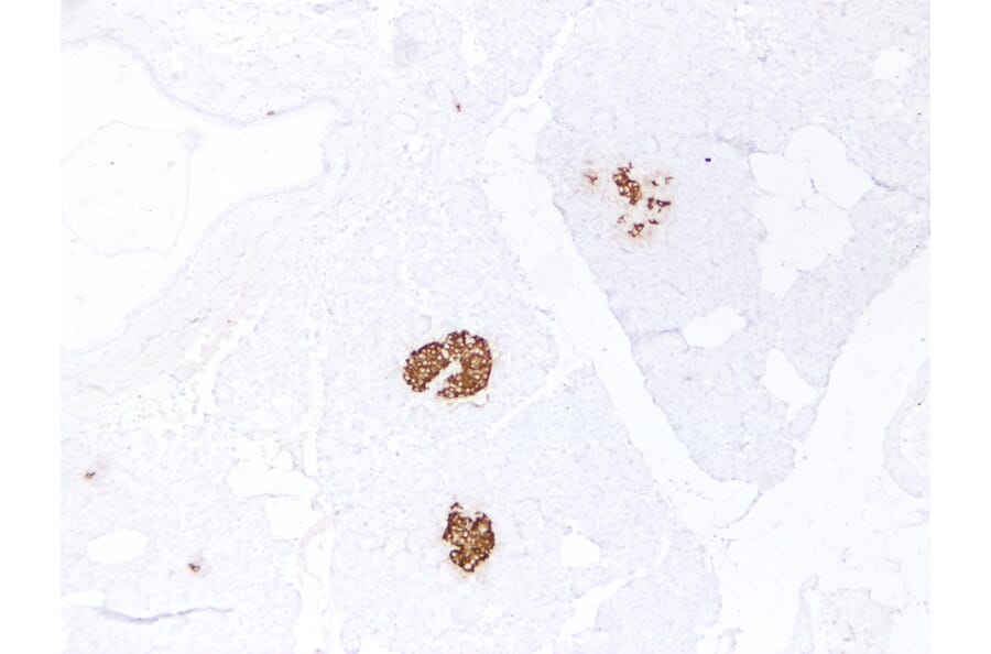 Immunohistochemistry - Anti-Insulin Antibody (V0087) - Antibodies.com