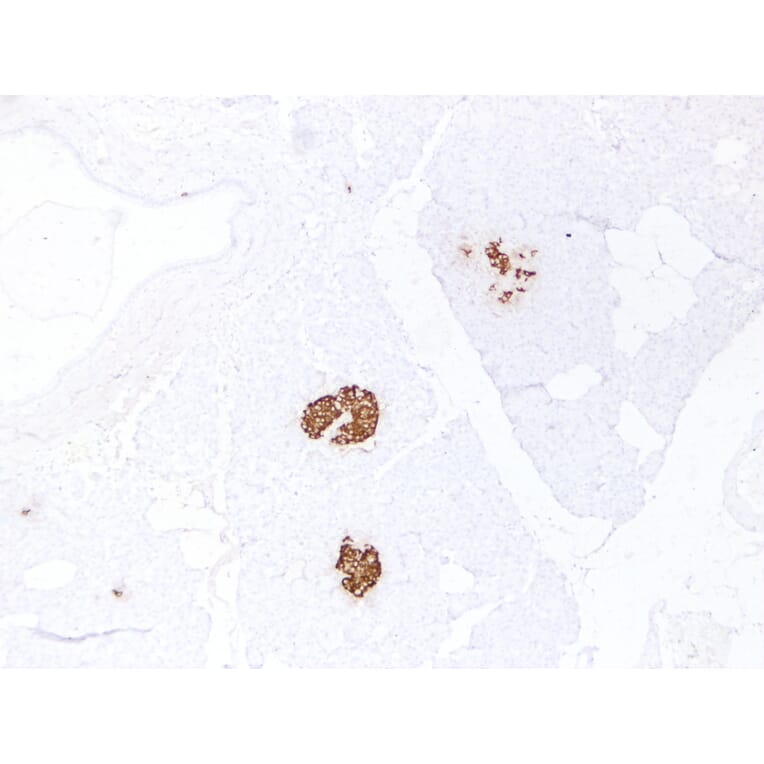 Immunohistochemistry - Anti-Insulin Antibody (V0087) - Antibodies.com