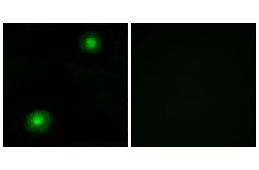 Immunofluorescence - Anti-ZNF187 Antibody (C11138) - Antibodies.com