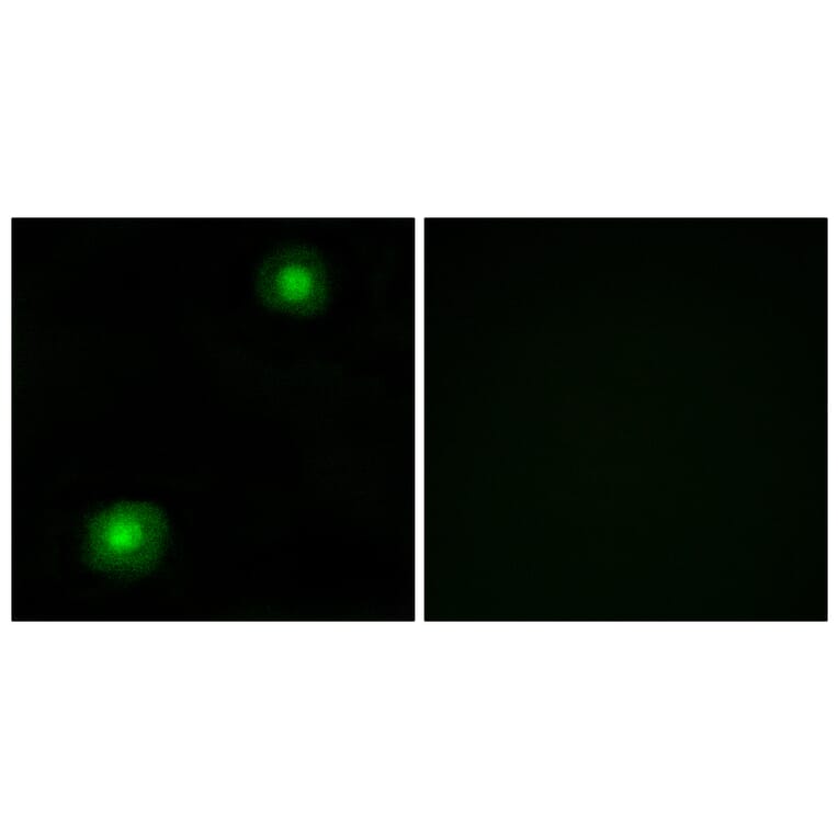 Immunofluorescence - Anti-ZNF187 Antibody (C11138) - Antibodies.com