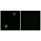 Immunofluorescence - Anti-ZNF187 Antibody (C11138) - Antibodies.com