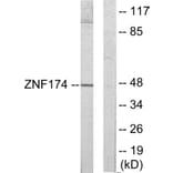 Western Blot - Anti-ZNF174 Antibody (C11098) - Antibodies.com