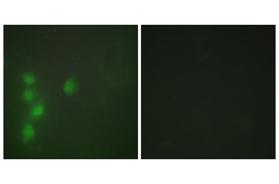 Immunofluorescence - Anti-ZNF174 Antibody (C11098) - Antibodies.com