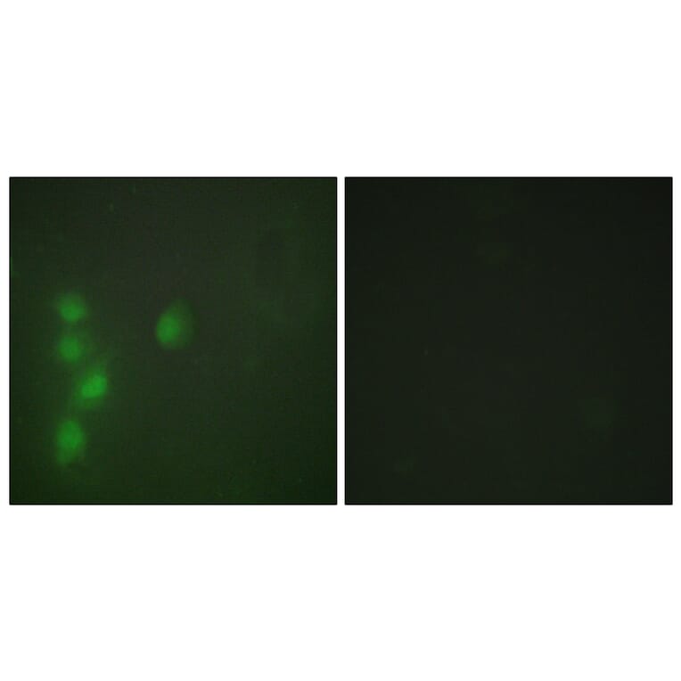 Immunofluorescence - Anti-ZNF174 Antibody (C11098) - Antibodies.com