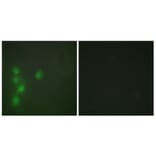 Immunofluorescence - Anti-ZNF174 Antibody (C11098) - Antibodies.com