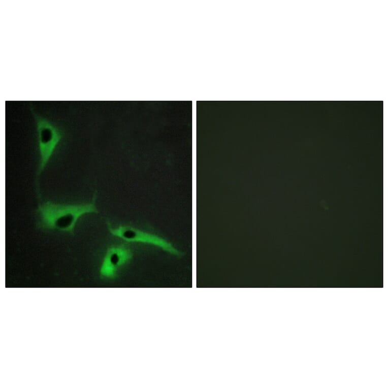 Immunofluorescence - Anti-TSPAN8 Antibody (C10423) - Antibodies.com
