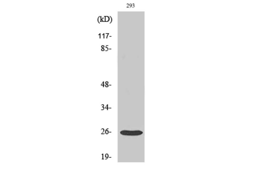 Western Blot - Anti-TSPAN8 Antibody (C10423) - Antibodies.com