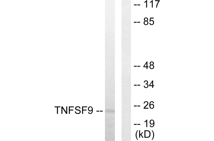 Western Blot - Anti-TNFSF9 Antibody (C10600) - Antibodies.com