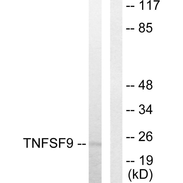 Western Blot - Anti-TNFSF9 Antibody (C10600) - Antibodies.com