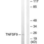 Western Blot - Anti-TNFSF9 Antibody (C10600) - Antibodies.com