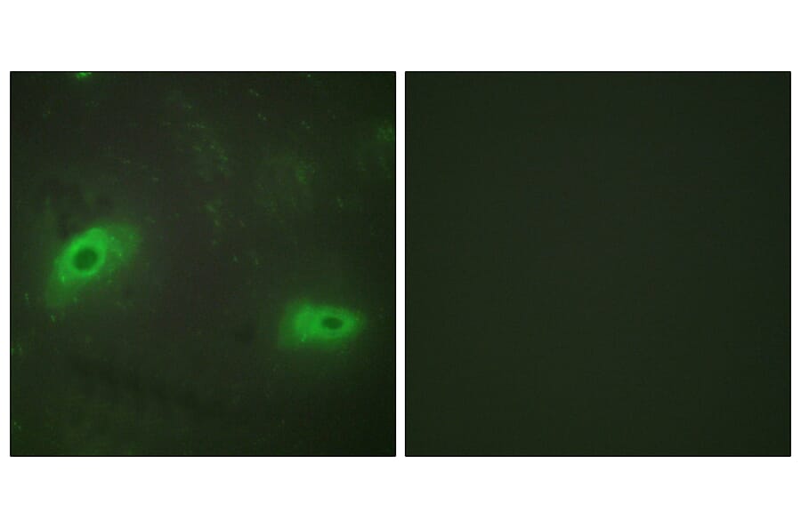 Immunofluorescence - Anti-TNFSF9 Antibody (C10600) - Antibodies.com